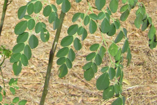 Moringa-Blätter