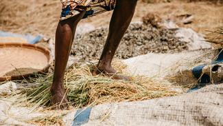 Dreschen mit bloßen Füßen in Sierra Leone