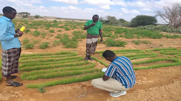 Die Menschen in Somaliland lernen über neue Anbaumethoden