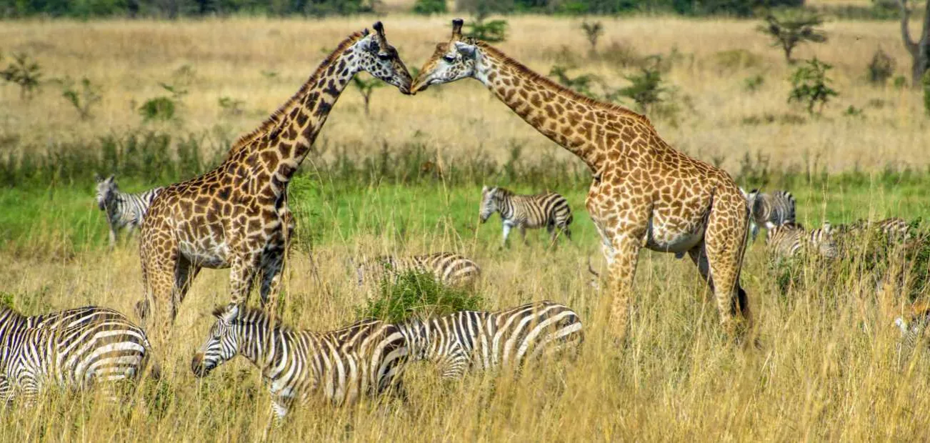 Giraffen und Zebras in Kenia
