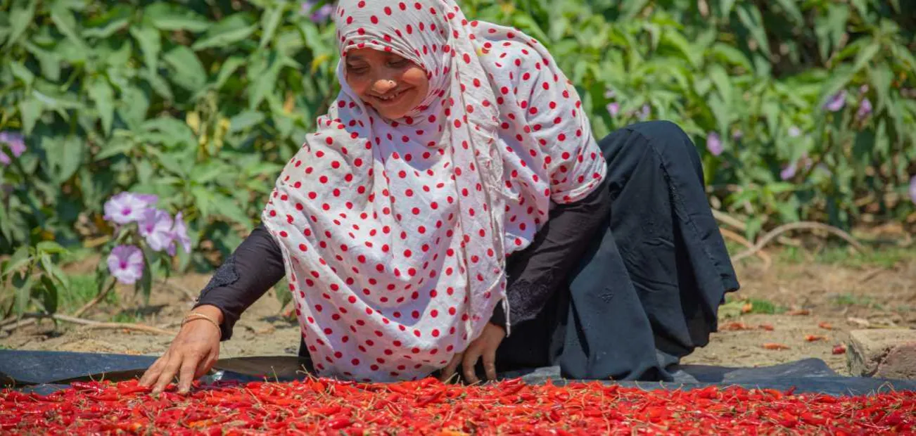 Chili-Ernte in Bangladesch