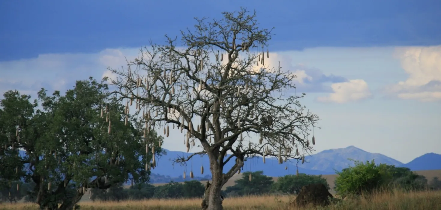 Leberwurstbaum