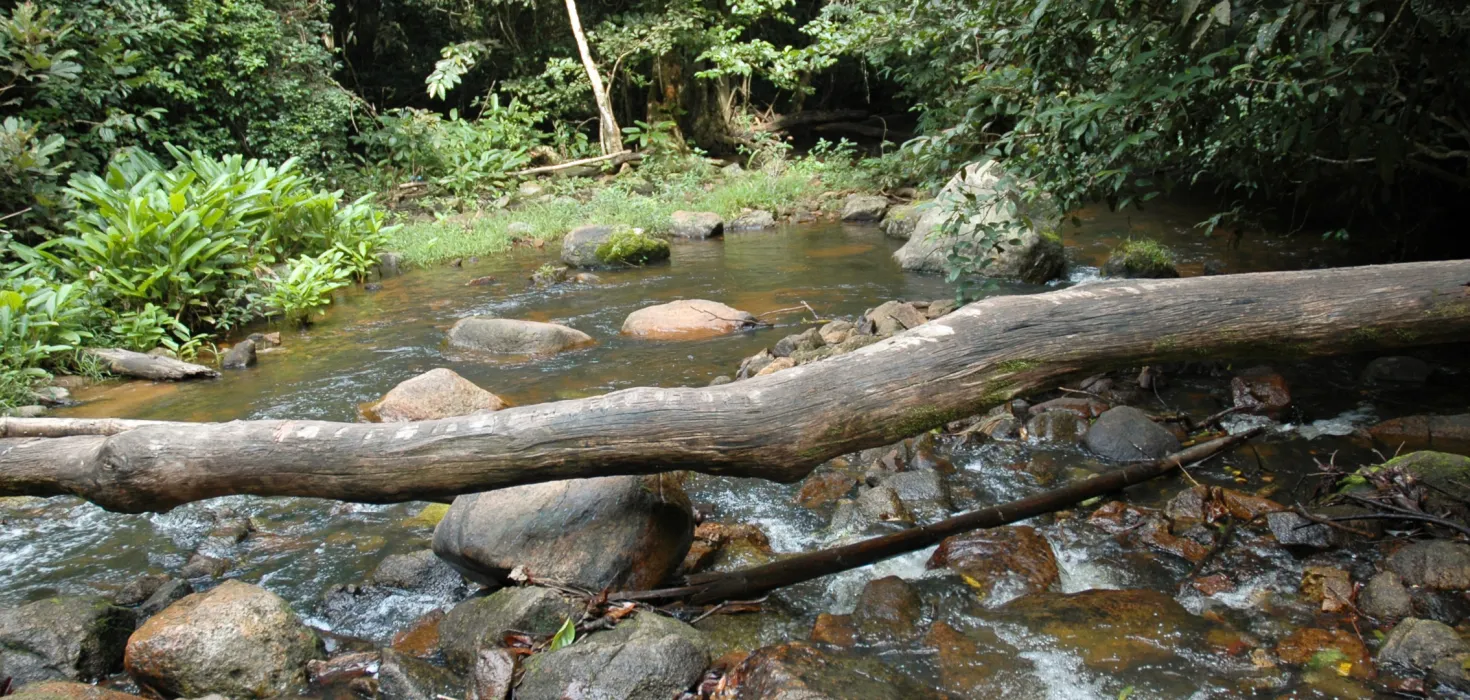Flusslauf in einem Wald in Sierra Leone