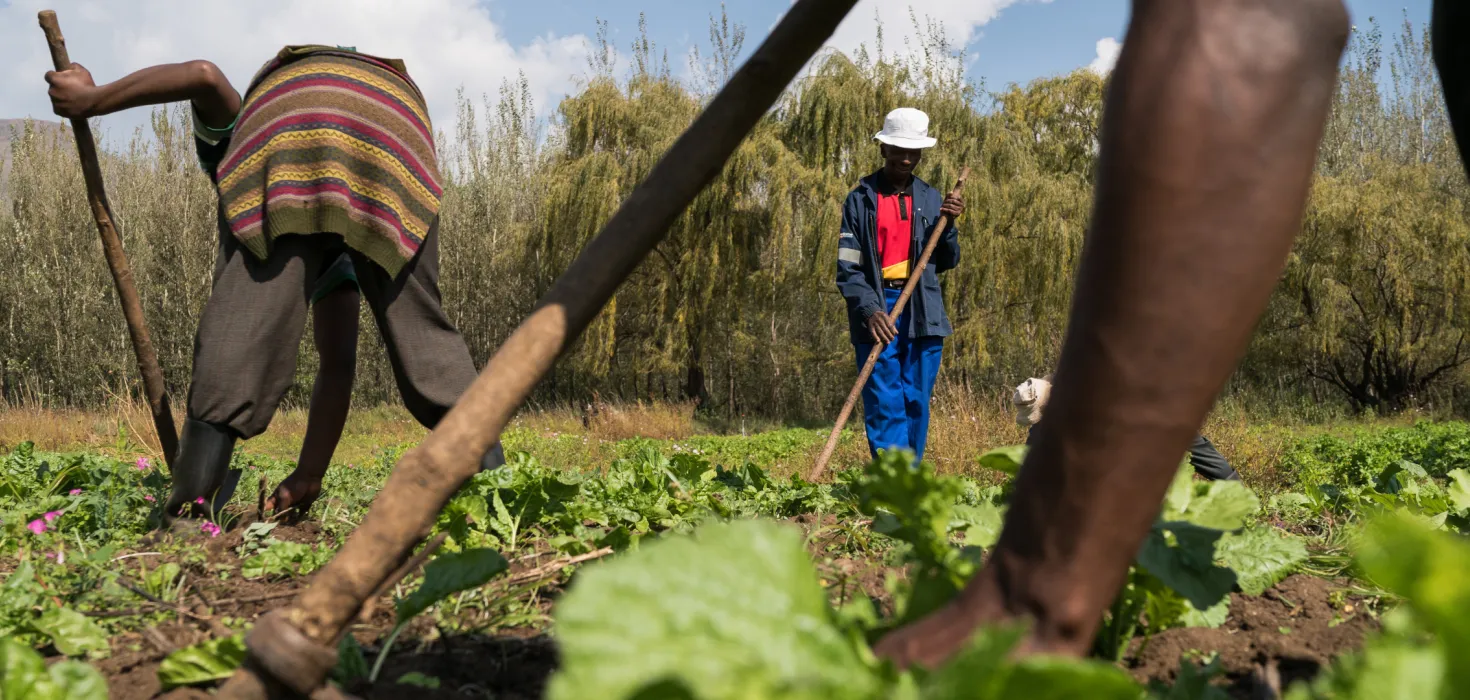 Mitglieder der Gemüsegruppe aus Eswatini jäten Unkraut.