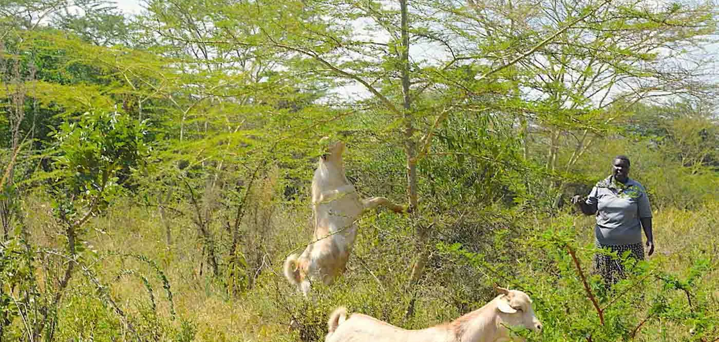 FMNR in Kenia