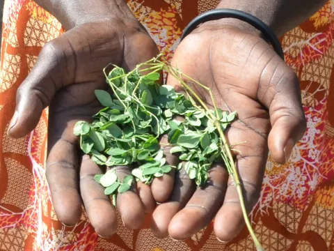 Moringa ist wie eine Apotheke im Garten