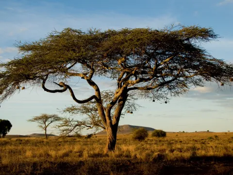 Landschaft in Kenia