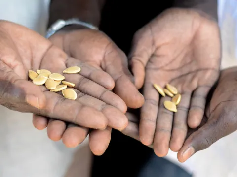 Kürbissamen als Symbol der Hoffnung in den Händen von Vater und Sohn - Flüchtlingen aus dem Sudan