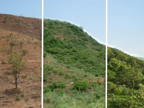 Gemeinsam mit der GIZ unterstützt World Vision FMNR Projekte