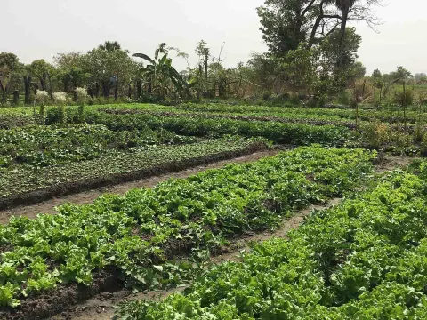 Gemeinsam mit der EU verbessert World Vision die Ernährungssicherheit im Tschad
