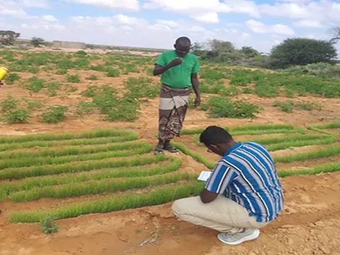 Die Menschen in Somaliland lernen über neue Anbaumethoden