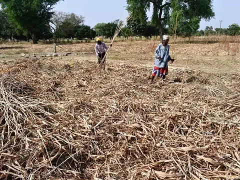 Felder in Ghana