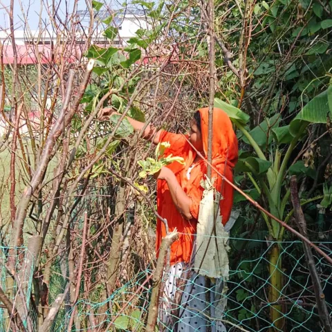 Garten Erfolgsgeschichte Bangladesh