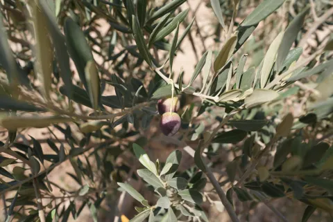 Oliven am Baum in Syrien