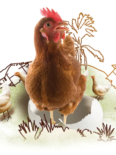 Sinnvolles Geschenk: Ein Huhn