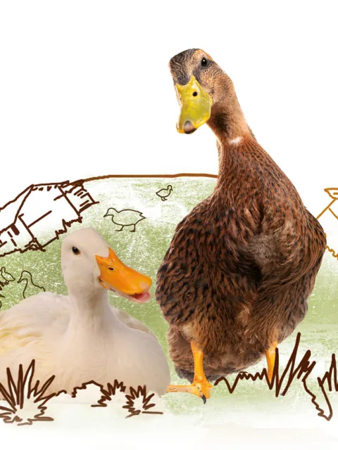 Sinnvolles Geschenk: Entenfarm
