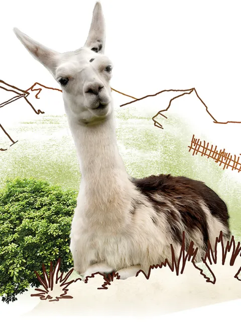 Sinnvolles Geschenk: Lama