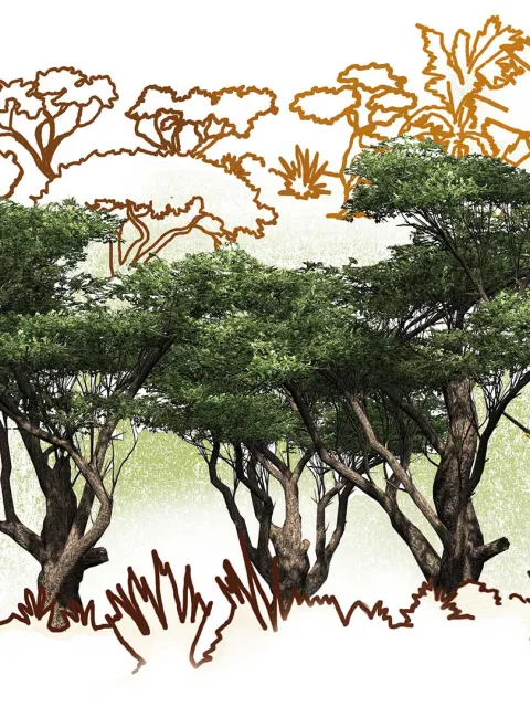 Sinnvolles Geschenk: Ein Hektar Wald