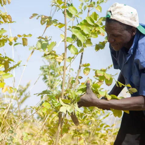 Sidi aus Mali beschneidet einen Baum nach der FMNR-Methode.