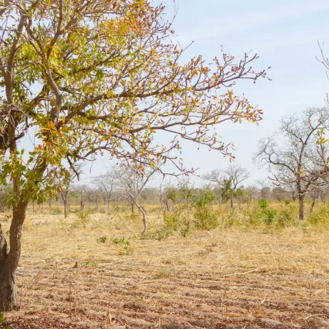 Shea-Baum in Mali