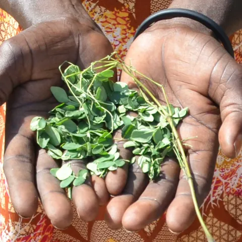 Moringa ist wie eine Apotheke im Garten