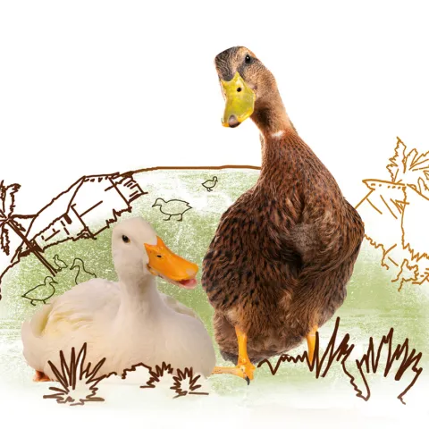 Sinnvolles Geschenk: Entenfarm