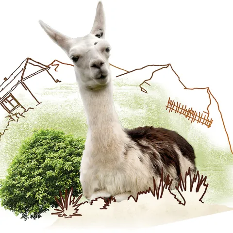 Sinnvolles Geschenk: Lama
