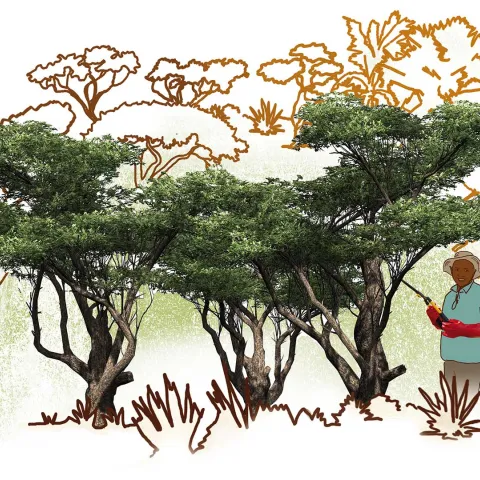 Sinnvolles Geschenk: Ein Hektar Wald