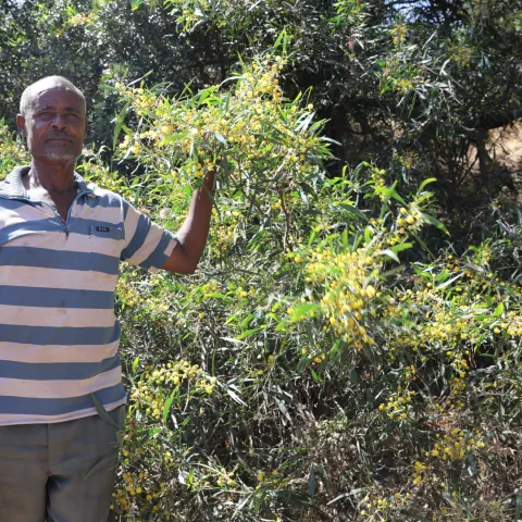 Mann in Äthiopien in einem nach FMNR-Methode aufgeforsteten Wald.