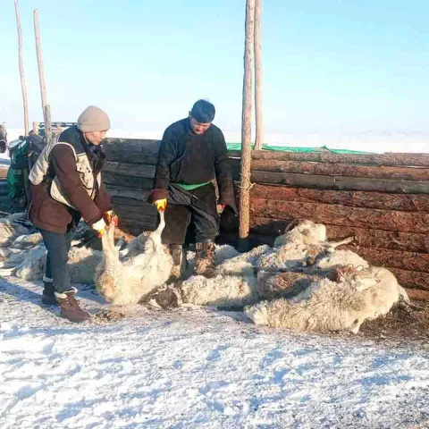 Verendete Tiere durch Dürre in der Mongolei