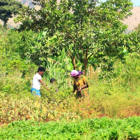 Landwirtschaft auf dem Feld