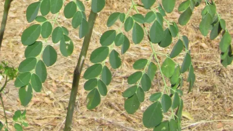 Moringa-Blätter