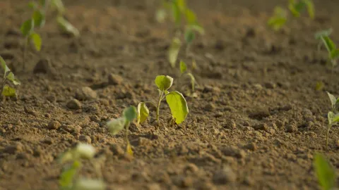 Landwirtschaft Syrien