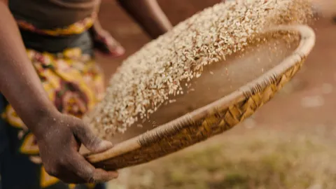 Landwirtschaft in Malawi