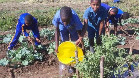 Gesundes Gemüse in Simbabwe dank Patenschaften, die durch World Vision vermittelt wurden