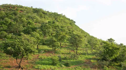 Aufgeforstete Landschaft