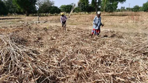 Felder in Ghana