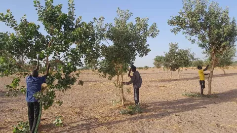 FMNR im Senegal