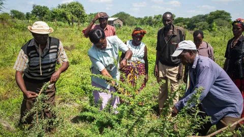Farmer in Kenia
