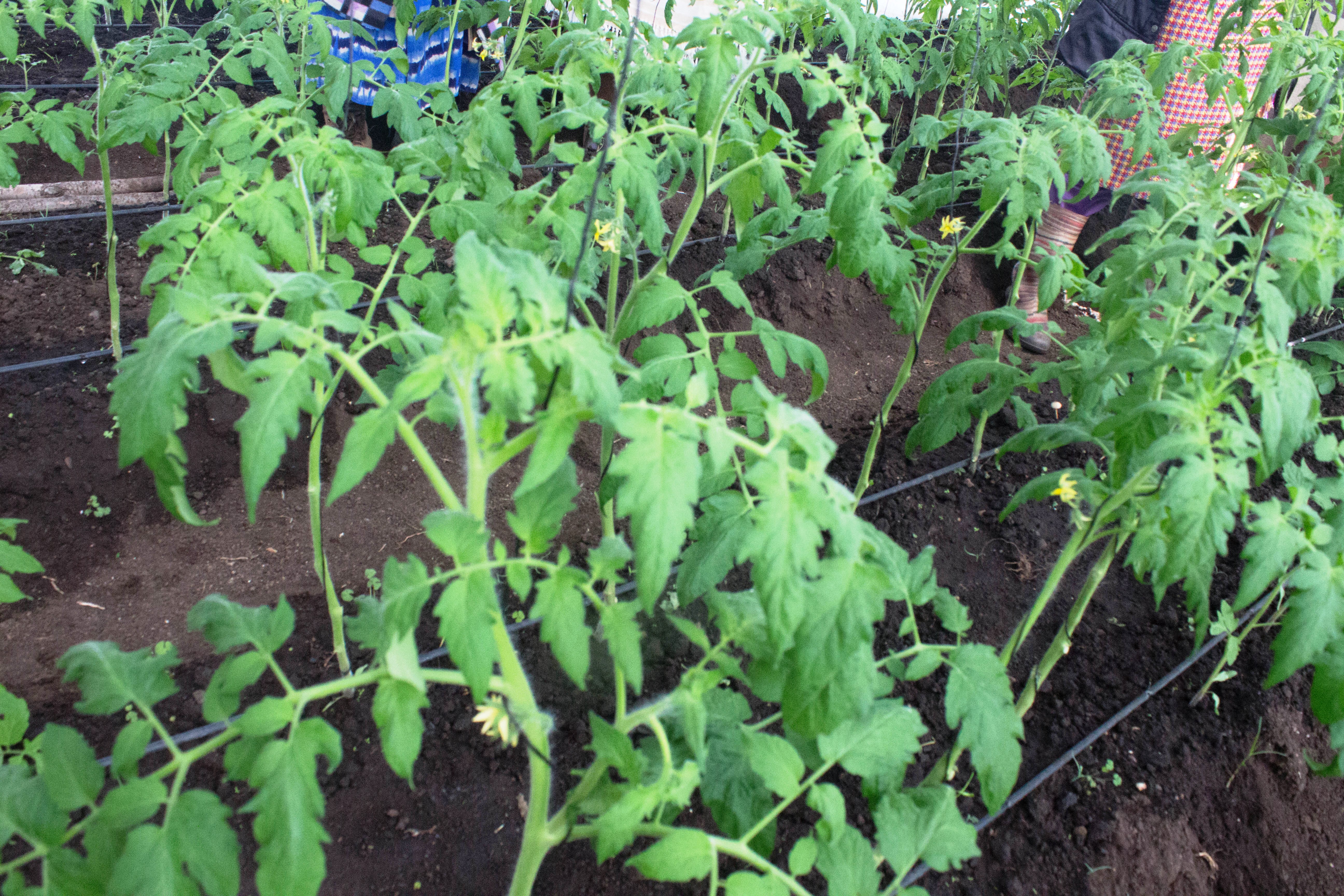 tomatenpflanzen im Gewächshaus in Lesotho
