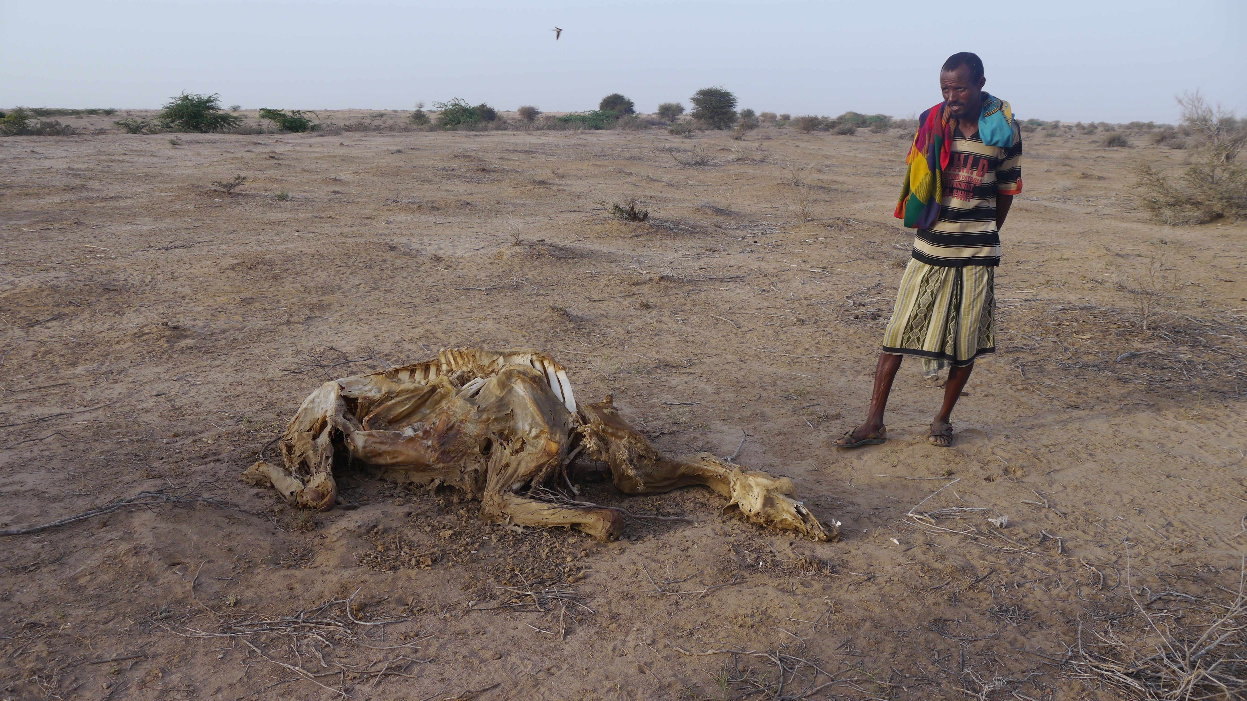 Viehhirte mit Kamelskelet in Somaliland