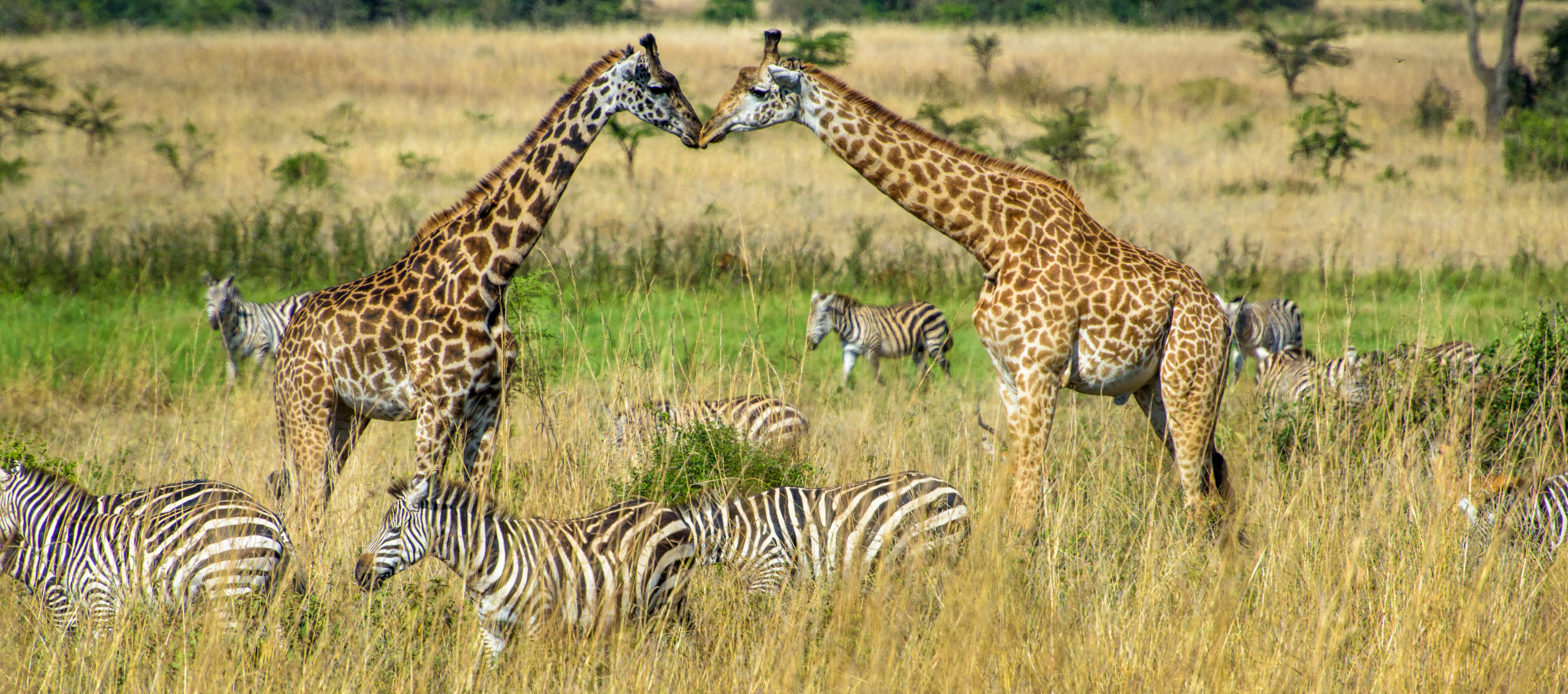 Giraffen und Zebras in Kenia