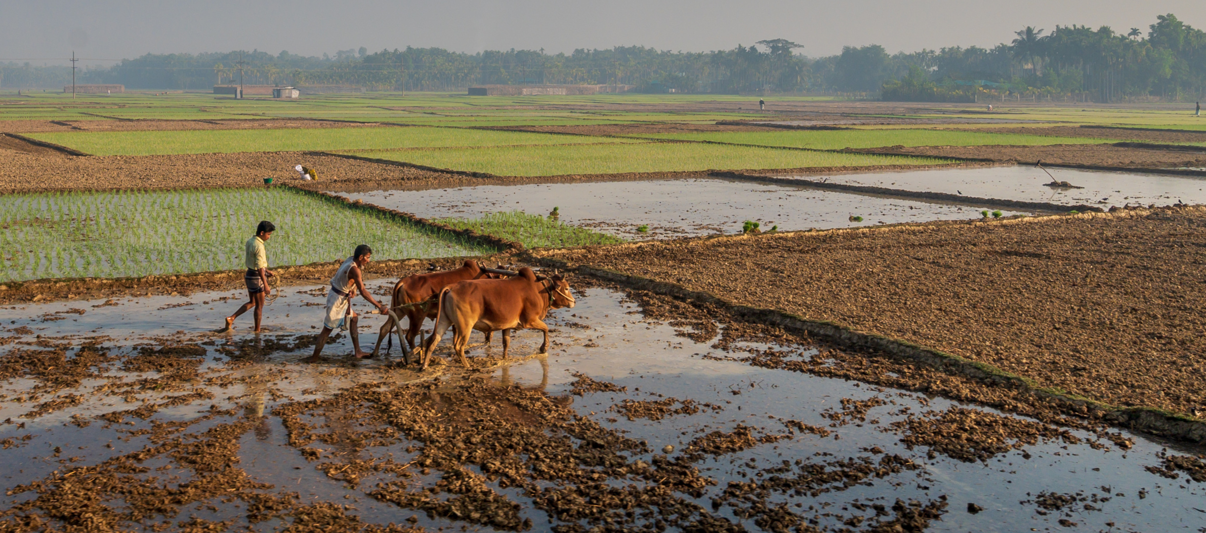 Reisanbau in Bangladesch