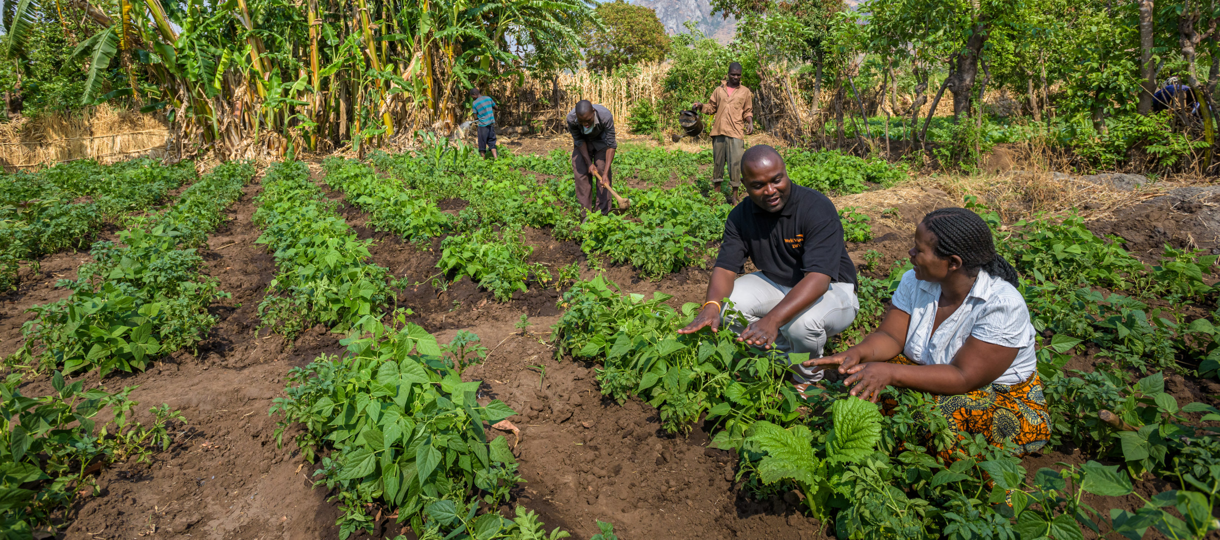 Gemüseanbau in Malawi