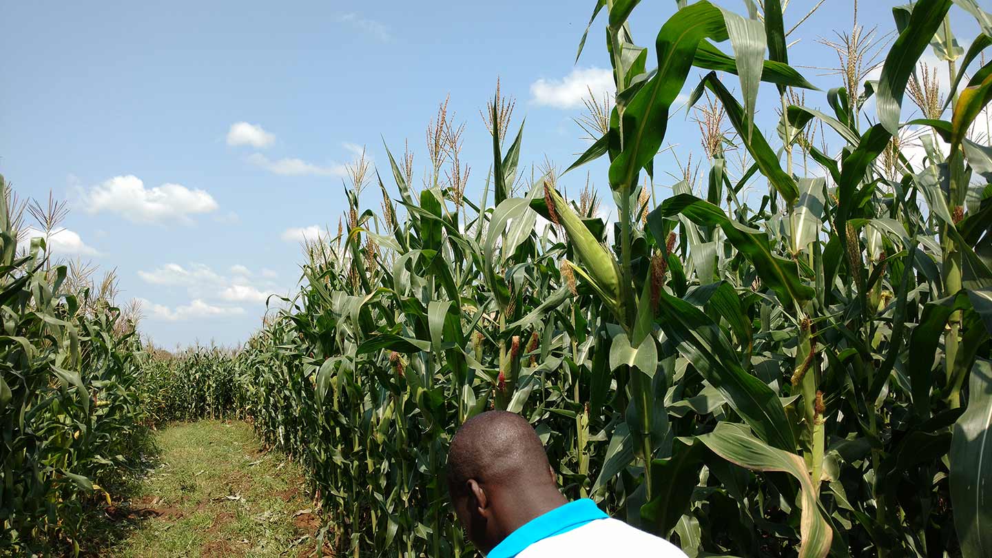 Maisanbau in Kenia