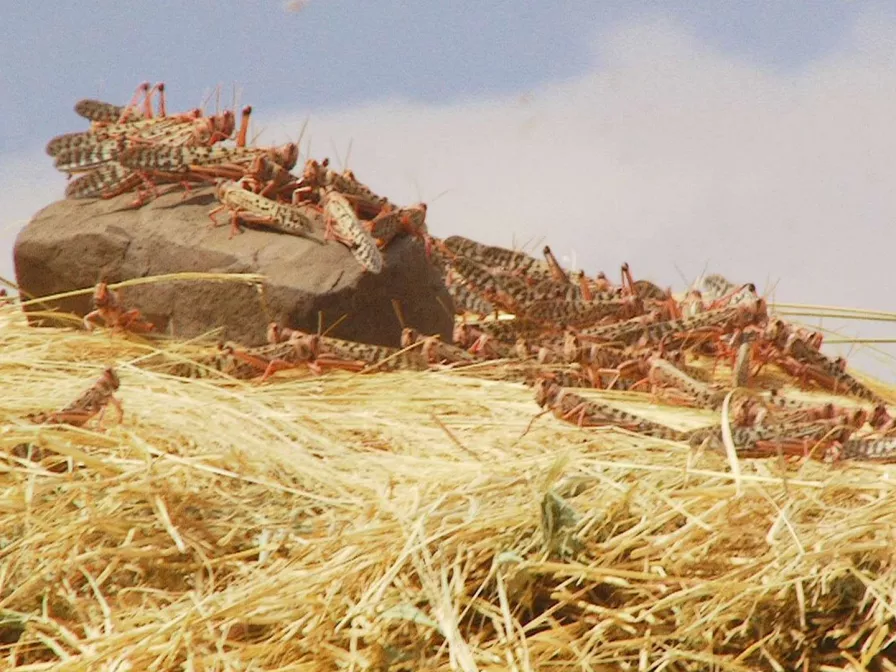 Nahaufnahme der Heuschrecken