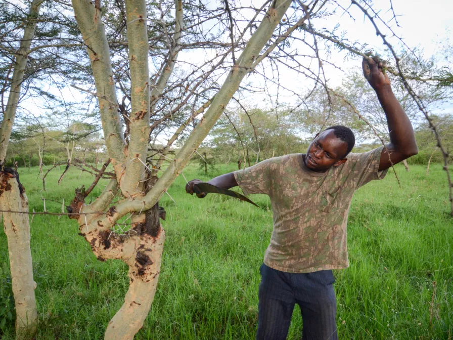 Bauern beim Schnitt von Bäumen