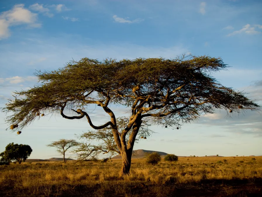 Landschaft in Kenia