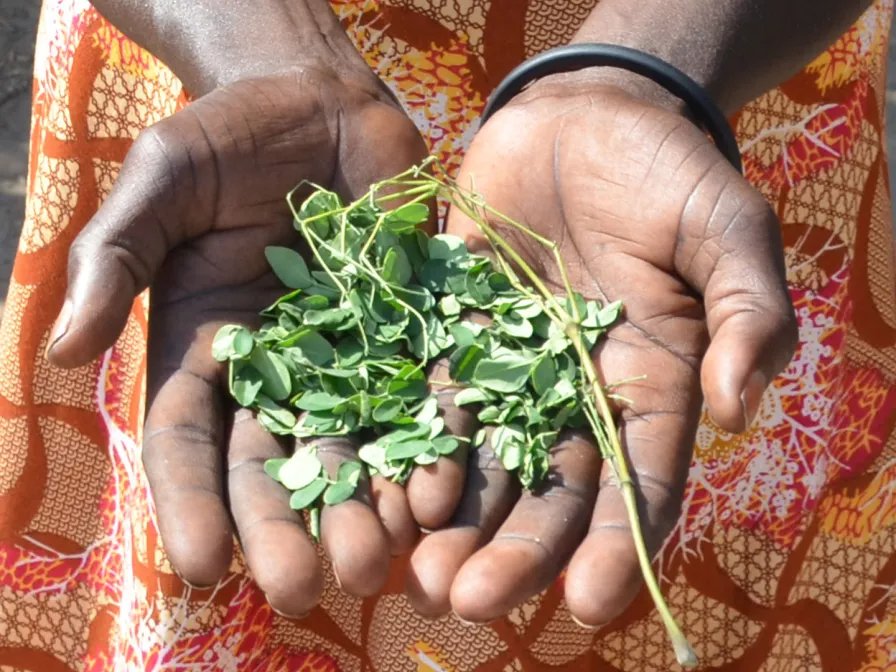 Alice aus dem Tschad nutzt den Moringa-Baum wie eine Apotheke