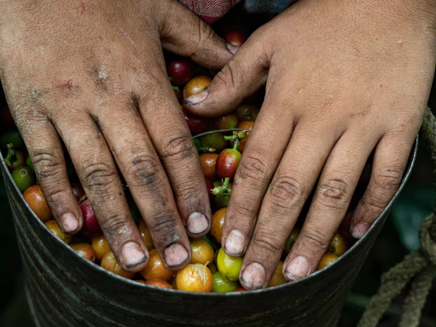 Kaffee ohne Kinderarbeit